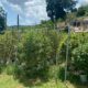 Cannabis-Anbauer in Jamaika