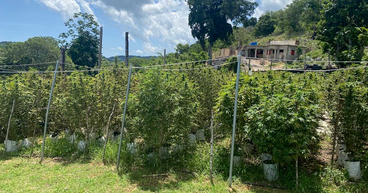 Cannabis-Anbauer in Jamaika