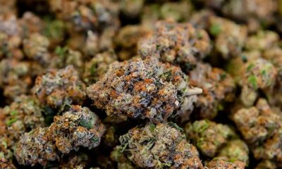 Gesetzesentwurf zum CBD in Frankreich