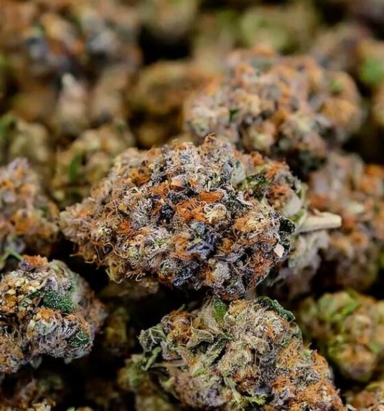 Gesetzesentwurf zum CBD in Frankreich