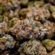 Gesetzesentwurf zum CBD in Frankreich