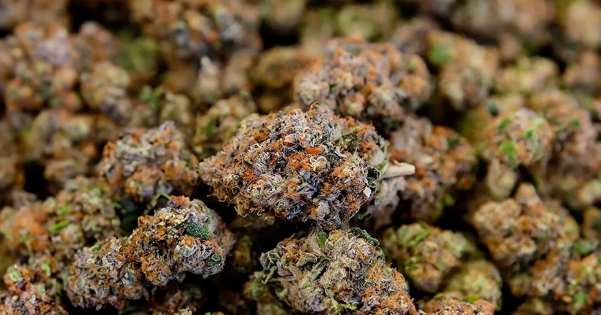 Gesetzesentwurf zum CBD in Frankreich