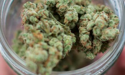 Cannabis-Überdosis im DEA-Bericht 2026