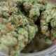Cannabis-Überdosis im DEA-Bericht 2026