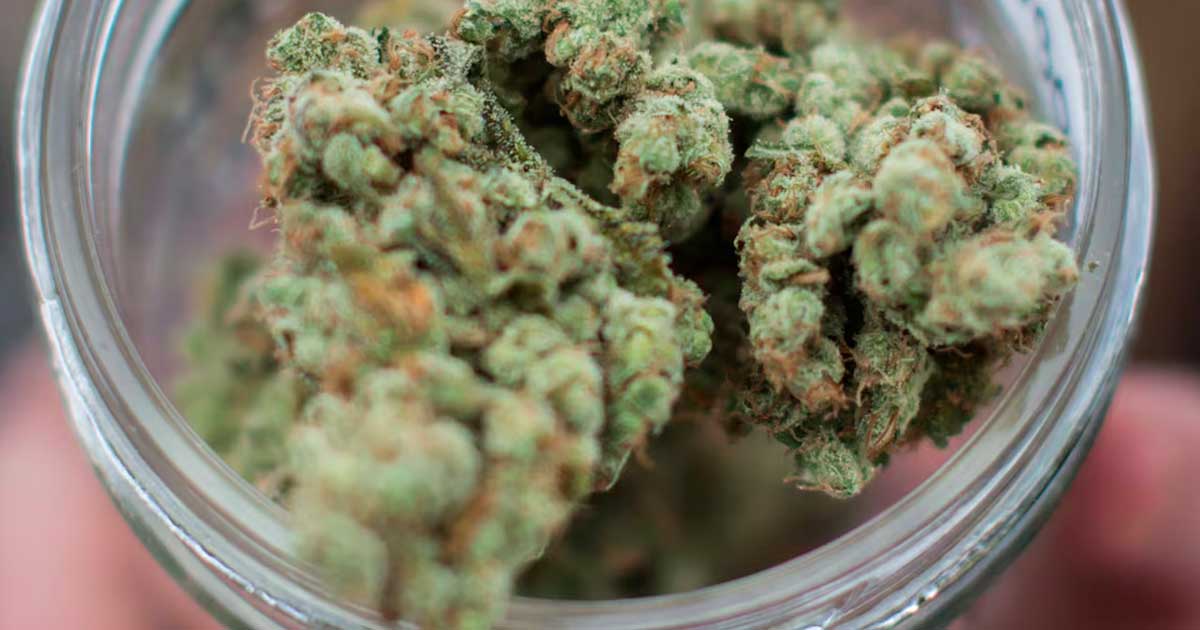 Cannabis-Überdosis im DEA-Bericht 2026