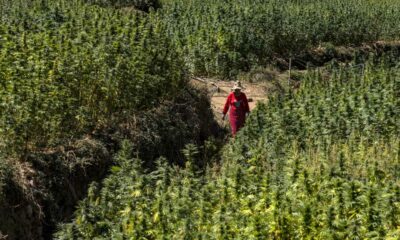 Cannabisernte in Marokko im Jahr 2026