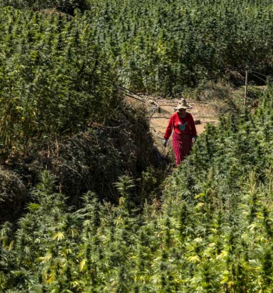 Cannabisernte in Marokko im Jahr 2026