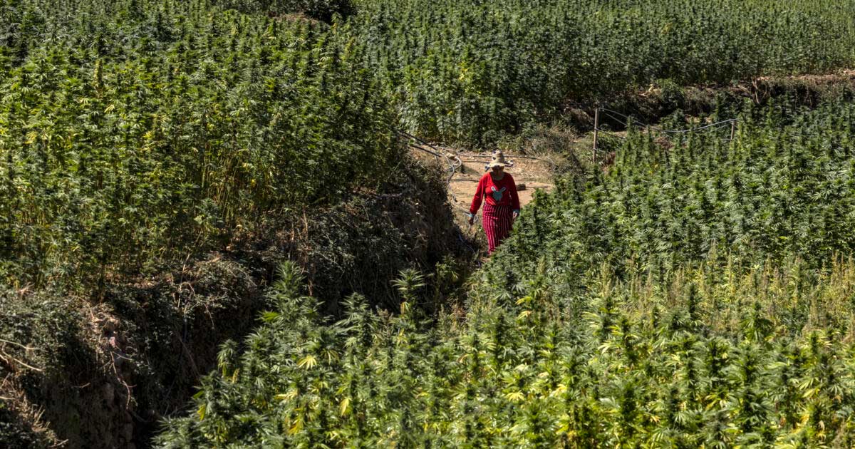 Cannabisernte in Marokko im Jahr 2026