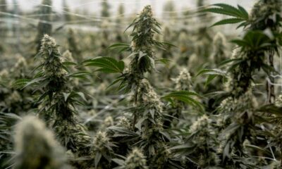 Aussetzung der Neueinstufung von Cannabis in den Vereinigten Staaten