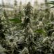 Aussetzung der Neueinstufung von Cannabis in den Vereinigten Staaten