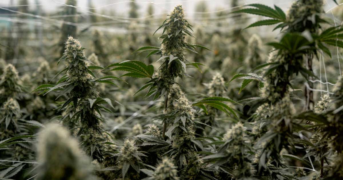 Aussetzung der Neueinstufung von Cannabis in den Vereinigten Staaten